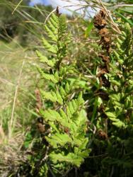 Cheilanthes distans. Adaxial surface of mature frond showing white hairs on the lamina surface, and scales on the rachis.
 Image: L.R. Perrie © Te Papa CC BY-NC 3.0 NZ